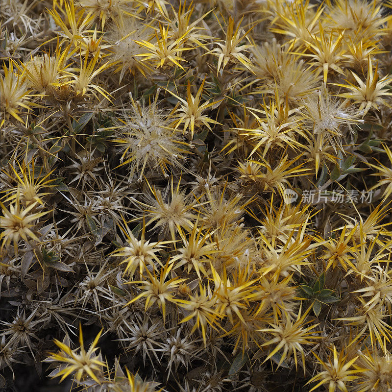 在智利圣地亚哥附近的安第斯山麓的Hierba Blanca花